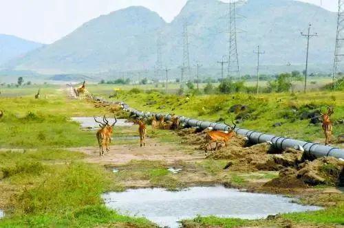 管道局：坚决当好保障国家能源安全的“压舱石”和“顶梁柱”！